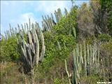 Punta Galindez - VIEQUES